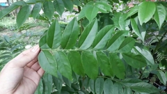 Hạt Giống Cây Sưa Đỏ