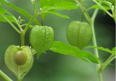 Hạt Giống Thù Lù Nam Mỹ Gold