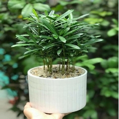 Hạt Giống Cây Tùng