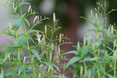 Hạt Giống Cây Xuyên Tâm Liên