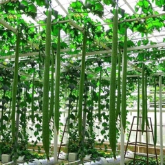Hạt Giống Mướp Hương Siêu Dài