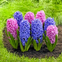 Bộ 5 Củ Giống Hoa Tiên Ông ( Hoa Dạ Lan Hương ) Mix Màu
