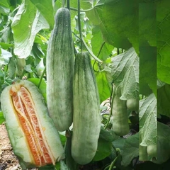 Hạt Giống Dưa Lê Quả Dài Yang Jiao Mi