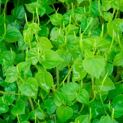 Hạt Giống Rau Càng Cua - Gói 0.5gram