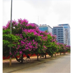 Hạt Giống Hoa Bằng Lăng Tím