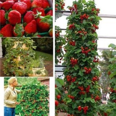 Hạt Giống Dâu Tây Đỏ Leo Giàn