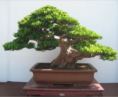 Hạt Giống Cây Tùng