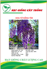 Hạt Giống Hoa Tử Đằng Hoa Tím
