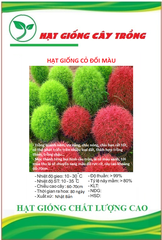 Hạt giống Cỏ Đổi Màu Nhật Bản Kochia