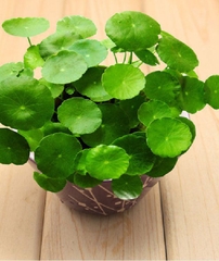 Hạt giống cây cỏ đồng tiền - Gói 50 hạt