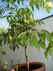 Hạt Giống Cây Cóc Thái
