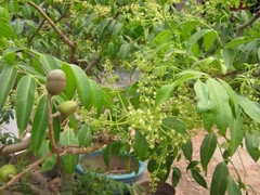 Hạt Giống Cây Cóc Thái