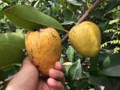 Hạt Giống Cây Bình Bát Thân Gỗ