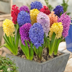 Bộ 5 Củ Giống Hoa Tiên Ông ( Hoa Dạ Lan Hương ) Mix Màu