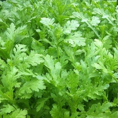 Hạt Giống Cải Cúc Tẻ (Rau Tần Ô )