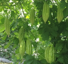 Hạt Giống Khổ Qua Mỡ - Mướp Đắng F1