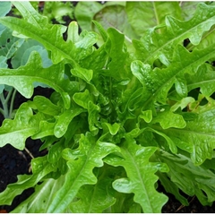 Hạt Giống Rau Xà Lách Sồi Xanh OAKLEAF - Gói 2gram