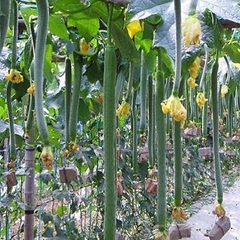 Hạt Giống Mướp Hương Siêu Dài