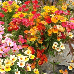 Hạt Giống Hoa Mây Nhiều Màu ( Nemesia Strumosa Mixed )