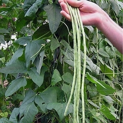 Hạt Giống Đậu Đũa Hạt Đen Cao Sản