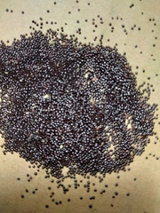 Hạt Giống Sâm Đất Thổ Sâm