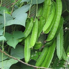 Hạt Giống Đậu Rồng Cao Sản