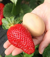 Hạt Giống Dâu Tây Đỏ Khổng Lồ