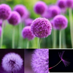 Hạt Giống Hoa Bồ Công Anh Tím