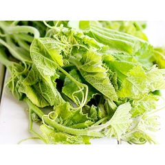 Hạt Giống Bầu Ngọn (Siêu đọt)
