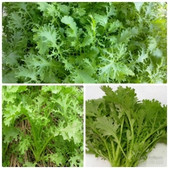 Hạt giống rau cải đuôi phượng xanh