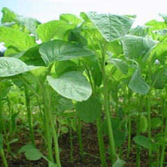Hạt Giống Rau Dền Xanh Cao Sản ( Lá Tròn ) - Gói 20gram