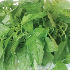 Hạt Giống Rau Dền Xanh Cao Sản ( Lá Nhọn )