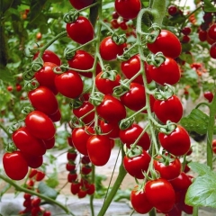 Hạt Giống Cà Chua Bi Đỏ (Cà Chua Cherry) F1