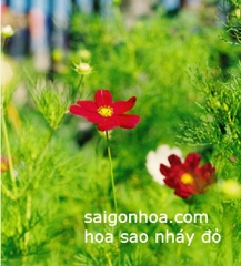 Hạt Giống Hoa Cúc Sao Nhái Đỏ