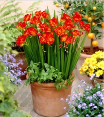 Củ Giống Hoa Lan Nam Phi Nhiều Màu ( Bộ 5 củ )