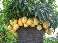 Hạt Giống Dưa Hấu Nam Phi Pepino F1