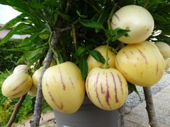 Hạt Giống Dưa Hấu Nam Phi Pepino F1