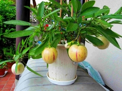 Hạt Giống Dưa Hấu Nam Phi Pepino F1