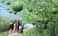 Hạt Giống Dưa Hấu Táo Ruột Đỏ Red Sugar Baby