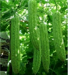 Hạt Giống Khổ Qua Khổng Lồ