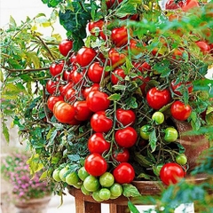 Hạt Giống Cà Chua Bi Lùn F1 Quả Đỏ