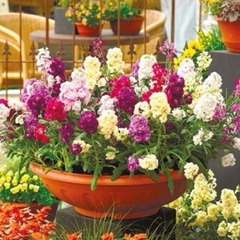 Hạt Giống Hoa Hoàng Anh Mix Màu