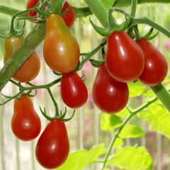 Hạt Giống Cà Chua Cherry Lê Đỏ