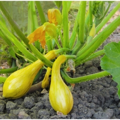 Hạt giống bí thiên nga F1