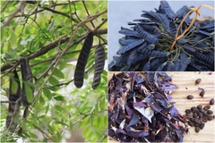 Hạt Giống Cây Bồ Kết