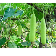 Hạt Giống Bầu Lai Xanh F1