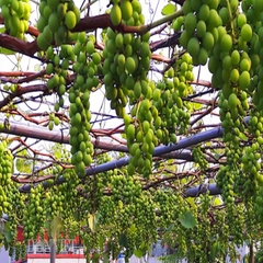 Hạt Giống Nho Xanh