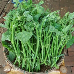 Hạt Giống Bầu Ngọn (Siêu đọt)