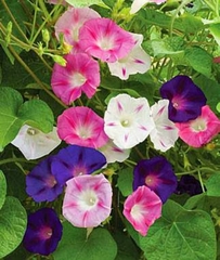 Hạt Giống Hoa Bìm Bìm Mix Màu