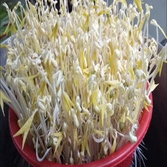 Hạt giống mầm đậu xanh (giá đỗ) - Gói 50gram